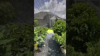 Shade Cloth Hoop House Protecting My Container Garden