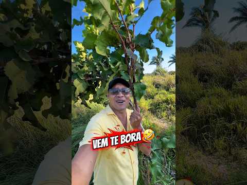 TERRA ÓTIMA PRA MILHO NO MARANHÃO