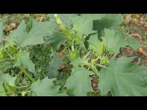 Bieluń dziędzierzawa - gatunek rośliny z rodziny psiankowatych
