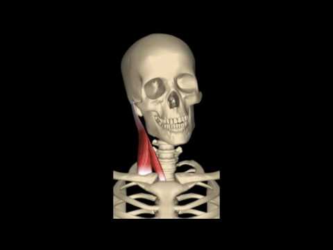 Gravidanza mal di testa e del collo Mestruazioni in ritardo ma fa male il basso addome e parte bassa della schiena