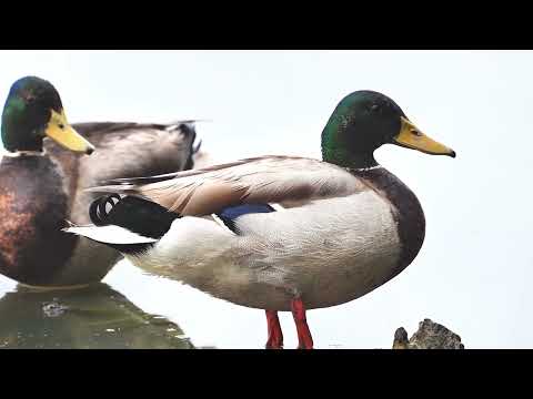 Germano Reale Nikon Z9, Nikon 800mm, Nikon MC-N10, Cartoni Maxima 30