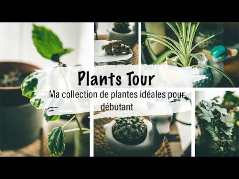 , title : 'Plants Tour : Ma Collection de Plantes idéales pour débutant'