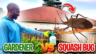 How to Kill Squash Bugs?