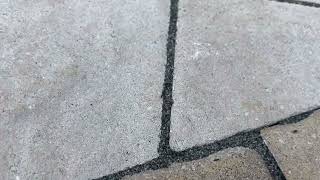 Watch video: Pavement Ants Trailing Along the Walkway and...