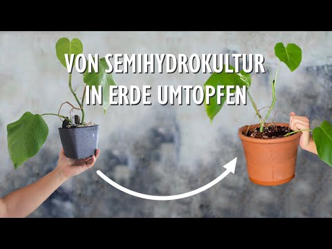 Repotting houseplants from hydroponics & semi-hydroponics into soil 🪴