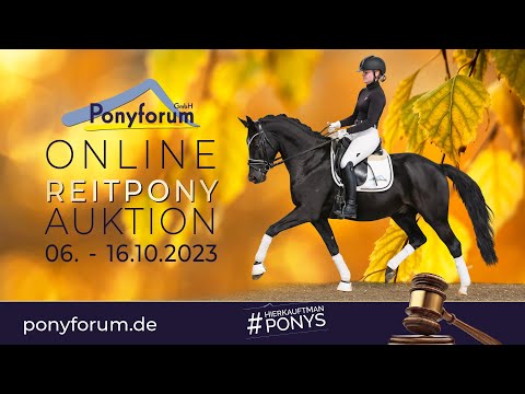 Don't call me Dörte AT Stute 2018 v. Dimension AT NRW / Dressman I