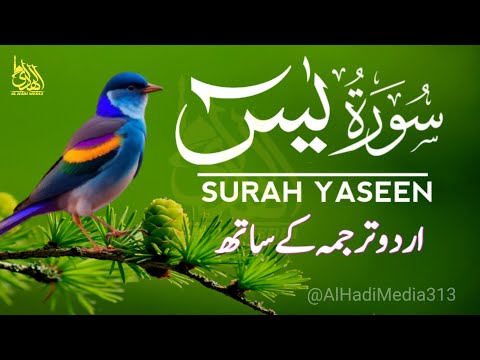 Surah Yaseen Tarjuma ke Sath | Surah Yaseen Daily Recitation | Episode - 551