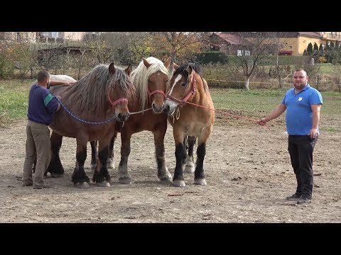 Iepele lui Mircea de la Rontau, Bihor 1 nov 2018