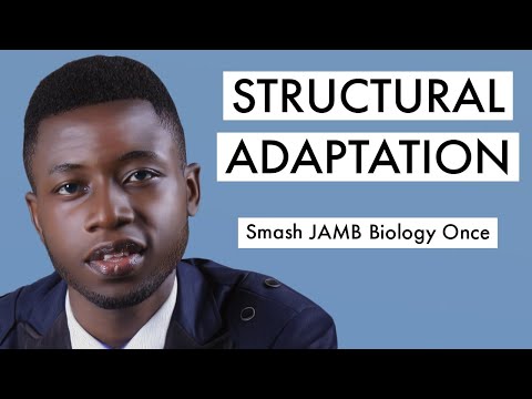JAMB Biology CBT Tutorial 2026 Questions On Structural Adaptation (Top 50)