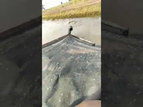 lascano (rocha)  año 2021