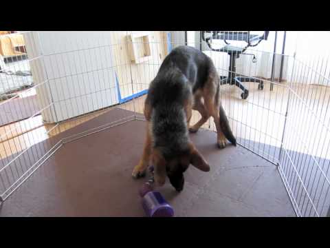 download lagu mp3 mp4 Busy Buddy Tug A Jug, download lagu Busy Buddy Tug A Jug gratis, unduh video klip Busy Buddy Tug A Jug