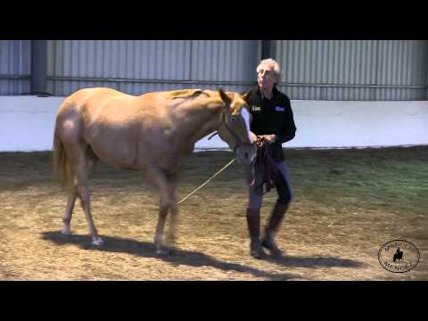 Manolo Mendez Dressage Training for Wellness: Introducing a 2 year old to lunging.