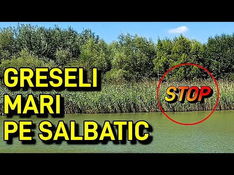 SA NU MAI FACI ACESTE GRESELI PE SALBATIC NICIODATA DACA VREI SA PRINZI PESTE
