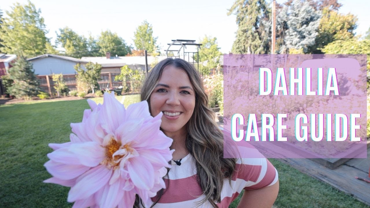 Dahlia Tips and Tricks Care Guide 🌸😍