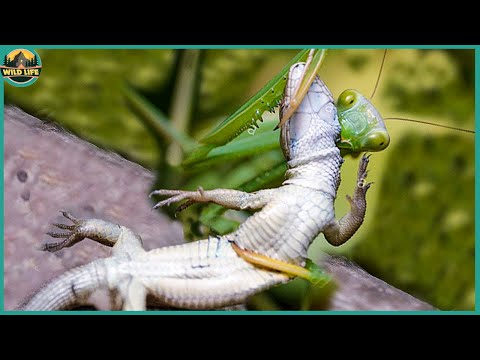 Top 21 Moments When The Praying Mantis Fights In The Trenches