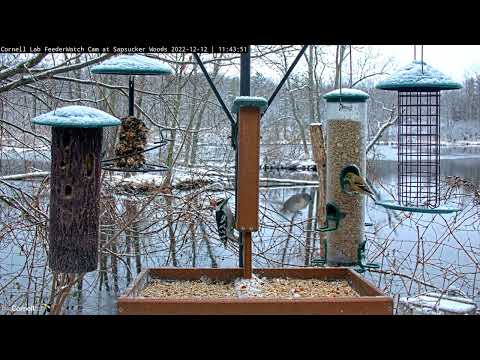Beautiful Winter Scene Highlights Birds From Sapsucker Woods In Ithaca, New York – Dec. 12, 2022