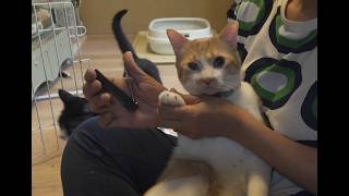 【保護猫】とら兄弟育児日記#94　ねこと暮らすと「あるある」なこと