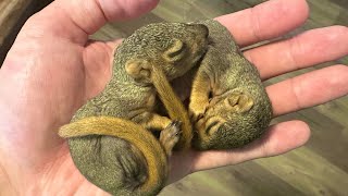 How to Rescue Baby Squirrels