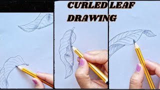How to draw curled leaf | Easy pencil sketch folded leaves| A Beginner's Guide to Curled Leaves