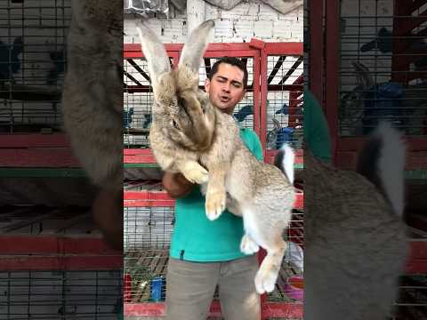 , title : 'Giant bunny/ Coelho Gigante de Flandres #rabbit #giantbunny #bunny'