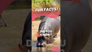 Download lagu 😲📚 Fun Facts You Didn’t Know or Do You Know? 🧠👀 #funfacts #animals mp3 Download lagu 😲📚 Fun Facts You Didn’t Know or Do You Know? 🧠👀 #funfacts #animals mp3