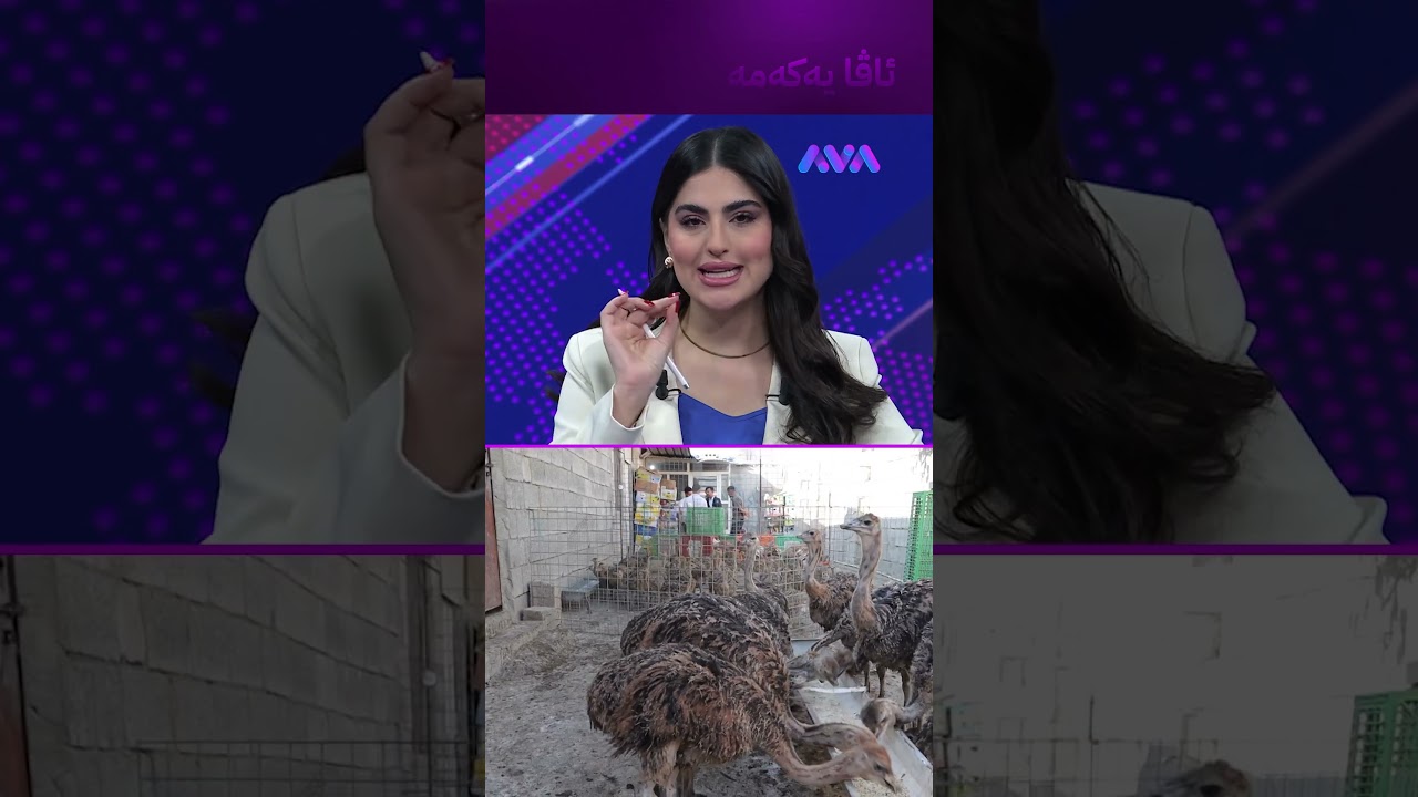 ڤیدیۆ | بە بەرد و زیخ نەعامە بەخێودەکەن