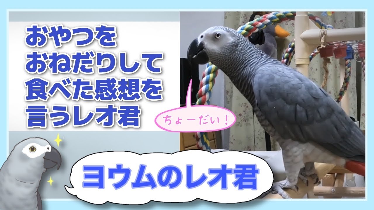 【ヨウムのレオ君】おやつをおねだりして食べた感想を言うレオ君