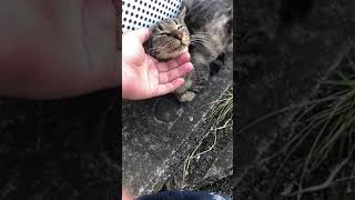 突然隣に現れた野良猫は警戒心が全くないようです #shorts　#猫