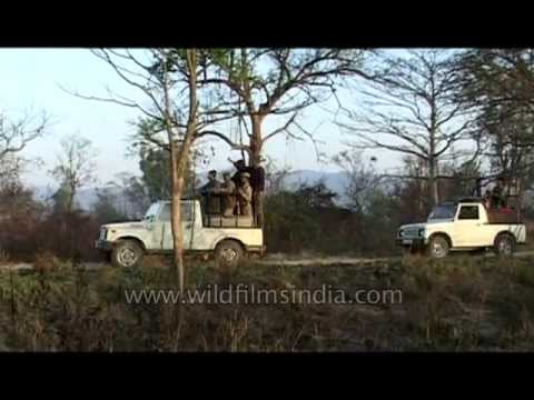 Corbett national park video