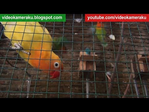 Lovebirds Sounds 2 Hours Stereo Live Recording - High Quality Audio