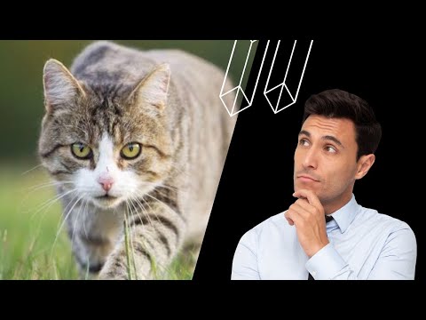 why Cats Come Back Home If They Run Away?