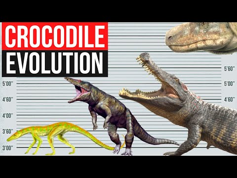 Crocodile Evolution | In 2 minutes
