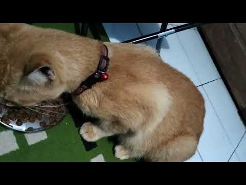 seneng ngeliat cerii makan lahap😘