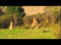 Kenguros Australija