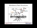 1 Basics Of Blackberry Production Amanda McWhirt Arkansas Blackberry School