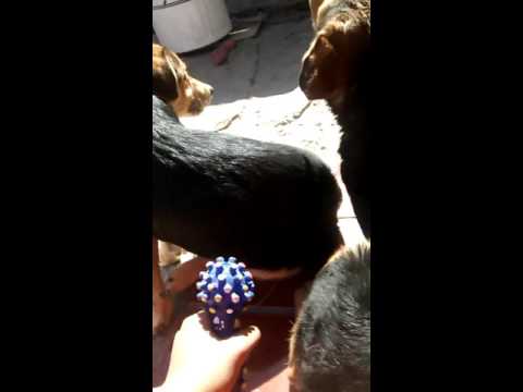 Perros Graciosos y tiernos :)