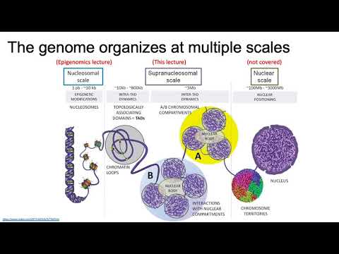 MCB 182 Lecture 10.1 - Overview of the physical organization of the genome