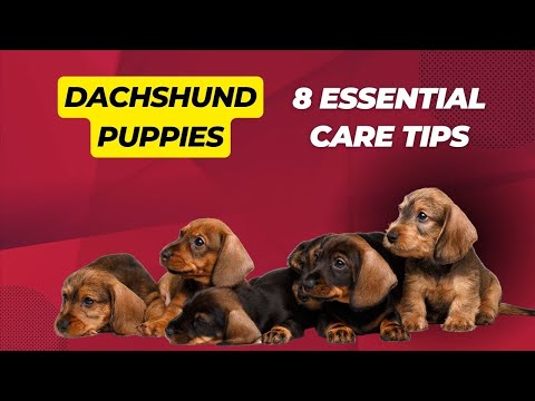 Dachshund Puppies: 8 Essential Care Tips