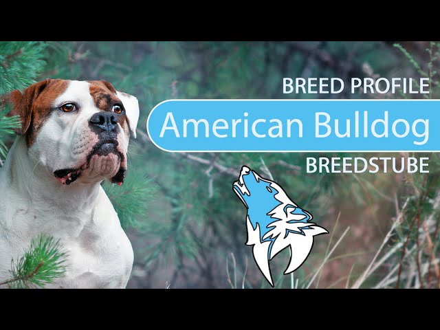 Προφορά βίντεο Bulldog στο Αγγλικά
