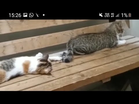 cats are scared to hear the voice and sees where the voice is coming from#animals