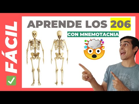 🦴 206 HUESOS del CUERPO HUMANO (Fácil de Aprender) | Anatomía