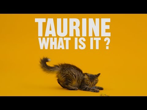 Taurine for Cats: What Is It? | Chewy