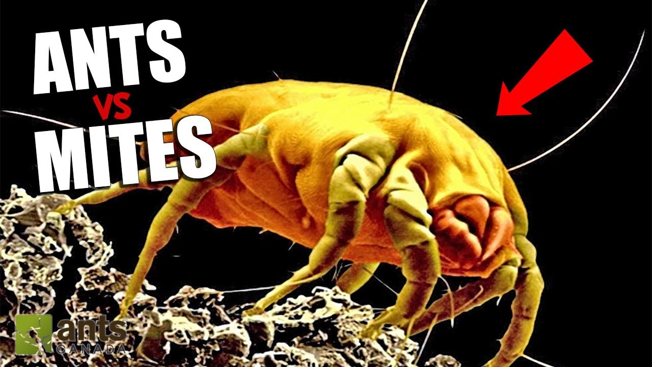 Ants vs. Mites - The War Has Begun