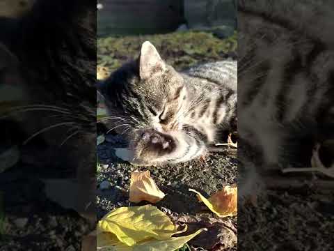 Cute cats!!Funny cats9#shorts