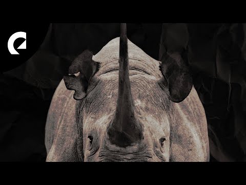 Ceen - One Horned Rhino