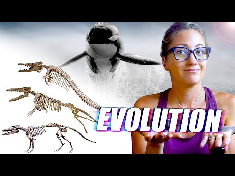Evolution of Whales: 7 Times Land Animals Evolved Into Marine Mammals!