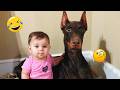 Try Not To Laugh Best Funny Dog Videos Compilation 2026 15