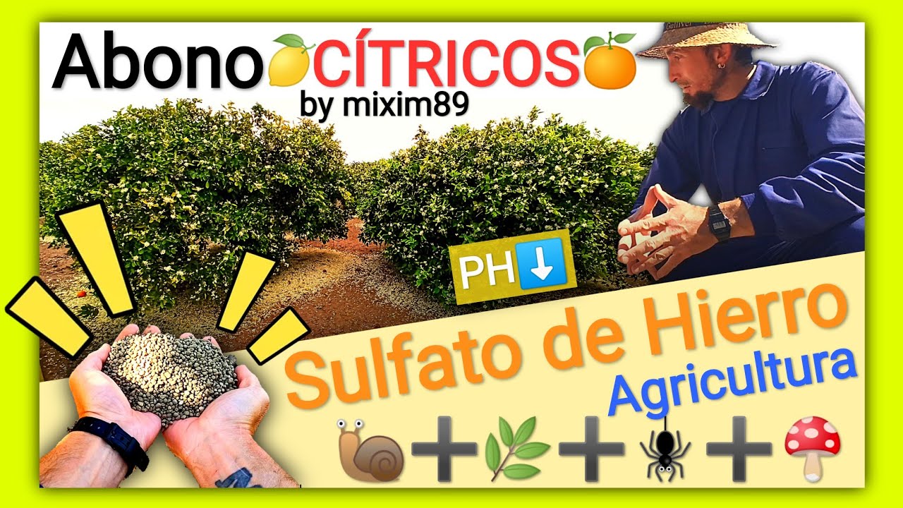 🍋Abonado en Cítricos🍊 5 Usos del SULFATO de HIERRO en la Agricultura Naranjos y Limoneros by mixim89