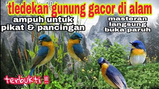 Download lagu tledekan gunung | suara pikat tledekan gunung gacor/asli suara di alam liar mp3
