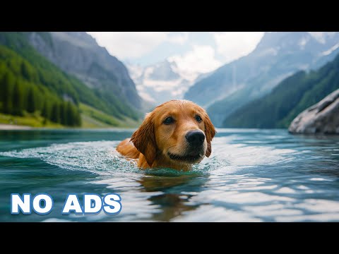 DOG TV: The Best Ultimate Home Alone Anti-Anxiety Solution for Dogs - Video Entertainment for Dogs